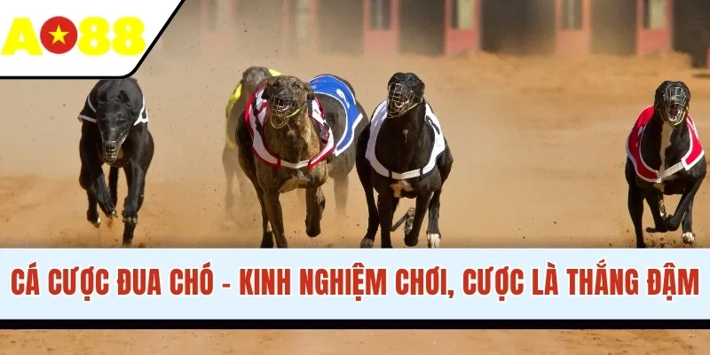 Cá Cược Đua Chó - Kinh Nghiệm Chơi, Cược Là Thắng Đậm